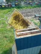 Ramka wielkopolska gniazdowa czopowana odbudowany Susz z roku 2025