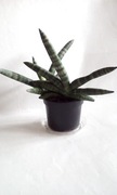 Sansevieria cylindrica boncel cylindryczna wężownica sanseweria