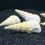 ślimak akwariowy brotia herculea white