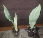Sansevieria sansewieria trifasciata Moonshine 