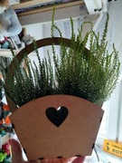 Koszyczek na pojedynczy większy wrzos lub dwa marketowe male