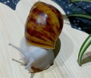 Ślimak afrykański, Archachatina  marginata ovum silver body..