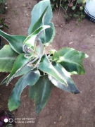 Żyworódka pierzasta daigremontiana nr 3  wys 30 cm