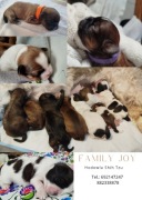 Szczeniak pies i sunia Shih Tzu z rodowodem