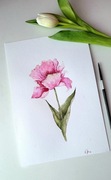 Obraz akwarelowy Tulipan 