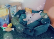 West Highland White Terrier