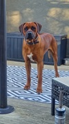 Rhodesian Ridgeback do adopcji 