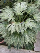 Fatsja japońska olbrzymia sadzonka