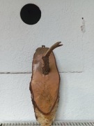 Poroże kozła sarny na desce hand made vintage 