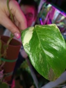 epipremnum pinnatum variegata-cięty szczyt 2 liście