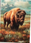 pocztówka z motywem Dzikiego Zachodu. Bizon