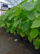 100 Nasion Drzewa Tlenowego Paulownia Shan Tong 