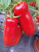 Pomidor Aurija Dwarf niski