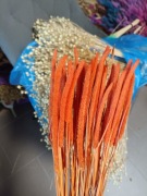 Tymotka pomarańczowa naturalna trawa susz na palmy