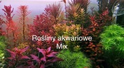 Rośliny akwariowe-mix