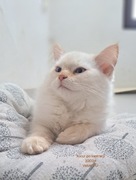 Kocur neva masquerade kot syberyjski kremowy