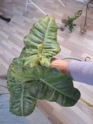 Philodendron paraiso verde szczyt