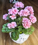 Pelargonia w ozdobnej obciążonej osłonce