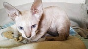 koty, kotki,kocięta cornish rex 