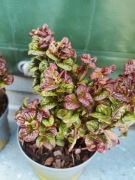 Kiścień  Curly Red