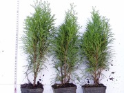 Tuja Smaragd około 40 cm P9, szmaragd Kraków