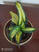 Sanseveria Hahnii ’Golden Wendy' odmiana kolekcjonerska