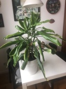 Jukka w doniczce ceramicznej IKEA