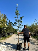 Cornus elwinortonii Starlight, dereń, 200-250cm, białe kwiaty