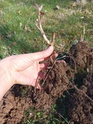 Malina Polana duże sadzonki 