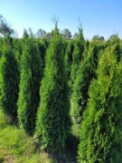 Tuja Smaragd 150-170 cm tuje szmaragd thuje poznan