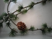 Galazka świąteczna 