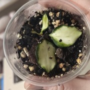 Hoya heuscherliana variegata