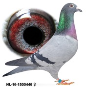 Samica 100 Jan Hooymans Inbred na "Harry"