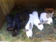 Sprzedam króliki rasa francuski srebrzysty + kalifornijski