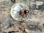 Cyriocosmus elegans 1DC ptasznik