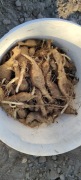 Topinambur Albik Ekologiczny Świeże Bulwy sadzeniaki sadzonki 5kg