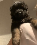 Owczarki niemieckie długowłose czarne 