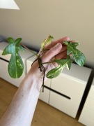 Philodendron Florida Beauty