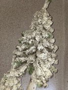 Choinka na pniu, ośnieżona. Wysokość 2m 10 cm.