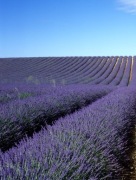Lawenda wąskolistna Hidcote Compact (C1,5) Lavendula angustifolia