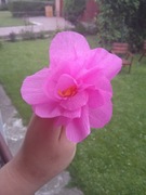 Kwiaty z bibuły do palm