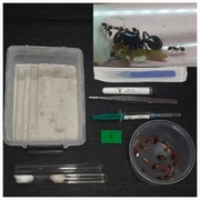 Messor barbarus kolonia mrówek 8 - 15 robotnic + Zestaw do hodowli