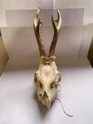 Trofeum myśliwskie, Parostki, poroże sarny rogacza, kozła, koziołka