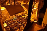 GROW BOX Namiot do uprawy roślin kwitnących z wyposażeniem MEGA CENA