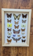 Gablotka motyle krajowe Polska paź rusałka zawisak i inne na ścianę