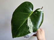 Monstera noID Mint lf naturalny mint pędówka w hydroponice 