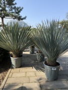 Yucca Rostrata roślina mrozoodporna 