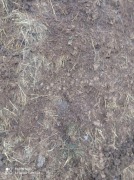 Obornik nawóz koński