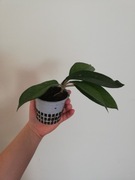 Hoya carnosa sadzonka ok. 24cm