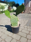 OPUNTIA FICUS INDICA DUŻA 65CM